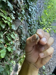 Euscorpius aquilejensis