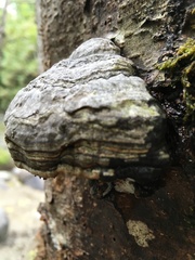 Fomes fomentarius