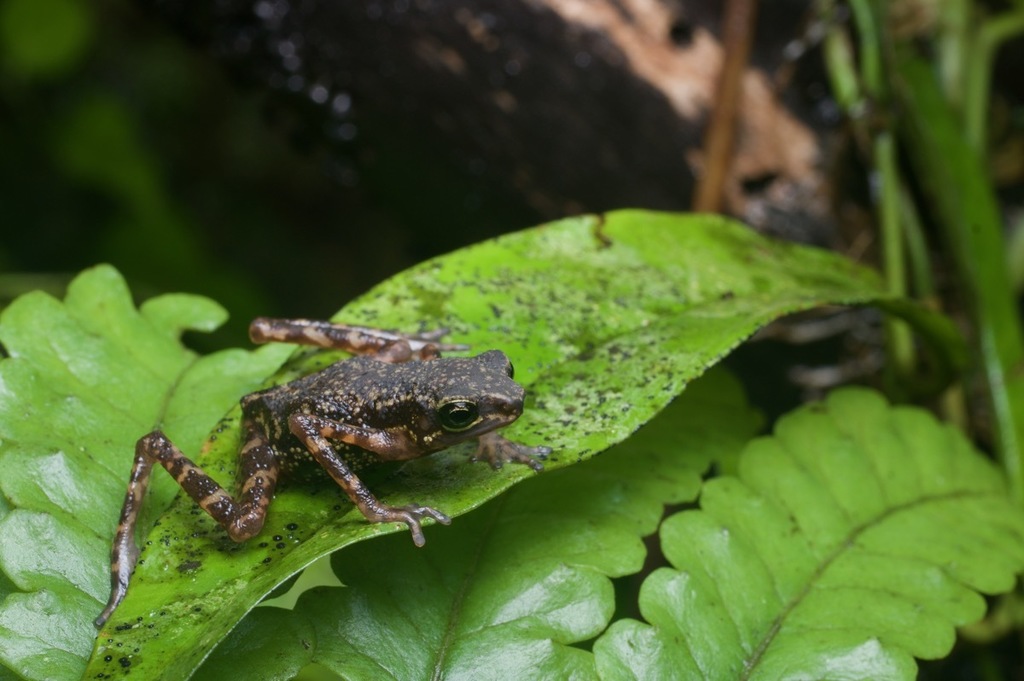 Api Dwarf Toad