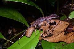 Cyrtodactylus muluensis