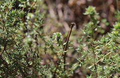 Thymus capitellatus