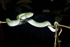 Tropidolaemus subannulatus
