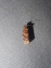 Argyrotaenia floridana