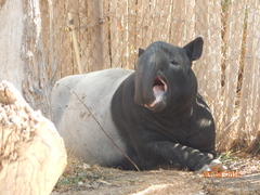 Tapirus indicus