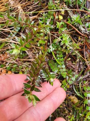 Pimelea pseudolyallii