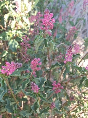 Angiospermae