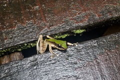 Odorrana hosii