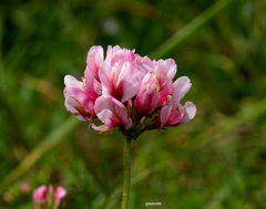 Trifolium polymorphum