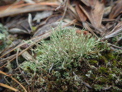 Cladonia capitellata