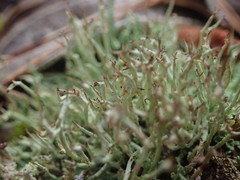 Cladonia capitellata