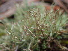 Cladonia capitellata