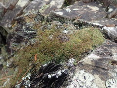Cladonia capitellata