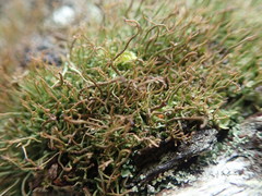 Cladonia capitellata