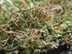 Cladonia capitellata