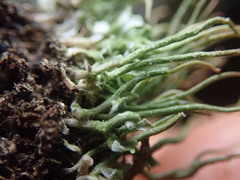 Cladonia capitellata