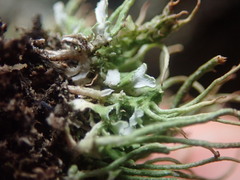 Cladonia capitellata