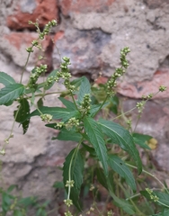 Mercurialis annua