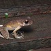 Brown Kerangas Frog - Photo (c) John Sullivan, some rights reserved (CC BY-NC), uploaded by John Sullivan