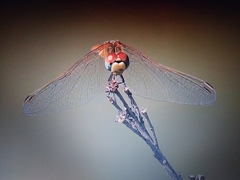 Sympetrum fonscolombii