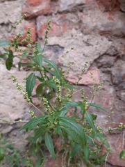 Mercurialis annua