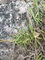 Eremochloa ophiuroides