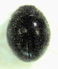 Telsimia subviridis