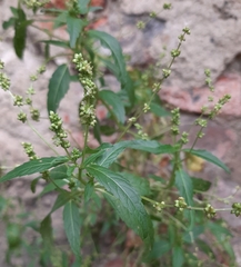 Mercurialis annua