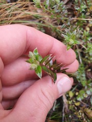 Pimelea pseudolyallii