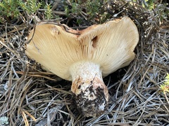 Tricholoma colossus