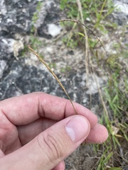 Eremochloa ophiuroides