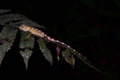 Gonocephalus bornensis