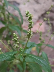 Mercurialis annua