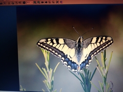 Papilio machaon