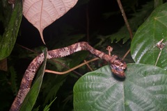 Aplopeltura boa