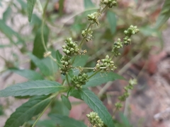 Mercurialis annua