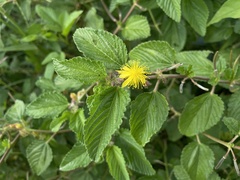 Corchorus hirtus