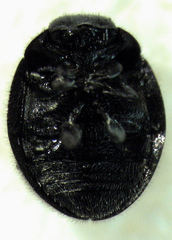 Telsimia subviridis