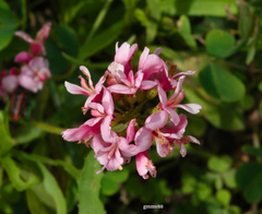 Trifolium polymorphum