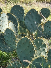 Opuntia