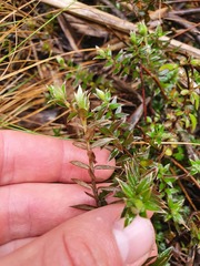 Pimelea pseudolyallii