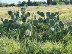 Opuntia