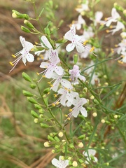 Dicerandra linearifolia