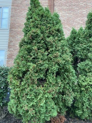 Thuja occidentalis