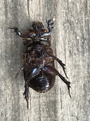 Semanopterus