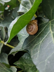 Cepaea nemoralis
