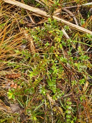 Pimelea pseudolyallii