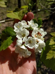 Crataegus coccinea