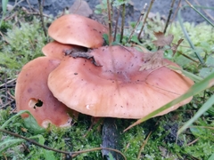 Paralepista