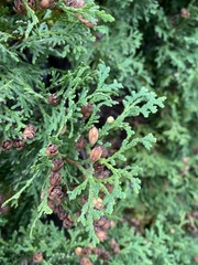 Thuja occidentalis