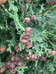 Thuja occidentalis
